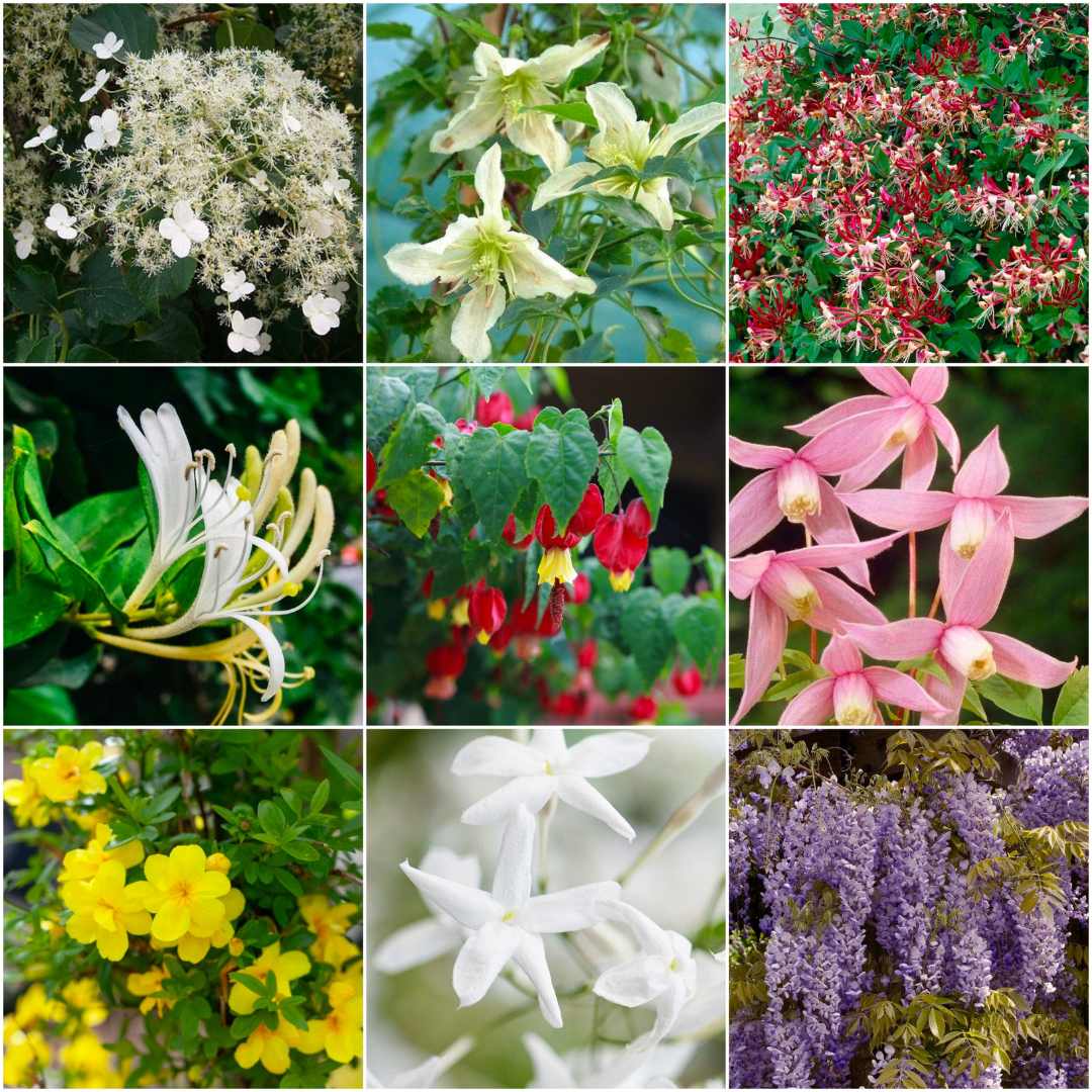 Year-Round Flowering Climbers Collection